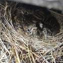 Lapland Longspur in its nest.